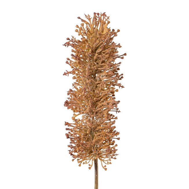 Eremurus, 63cm, altrosa