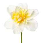 Artificial flower daffodil