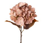 Hydrangea, 48cm, brown,