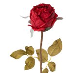 Rose, 60 cm, rot,