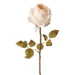 Rose, 60 cm, creme,
