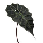Artificial plant Alocasia leaf