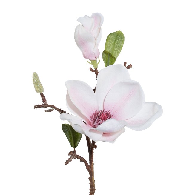 Magnolia with three flowers