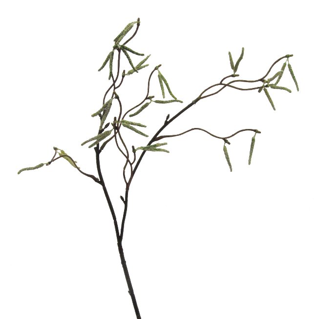 Birch branch 1/poly