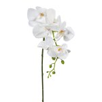 Orchid stem 86cm