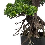 Bonsai