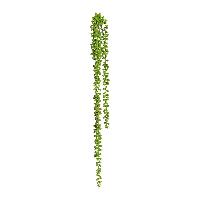 Sedum hängend x5