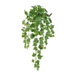 English mini ivy vine ca 60 cm