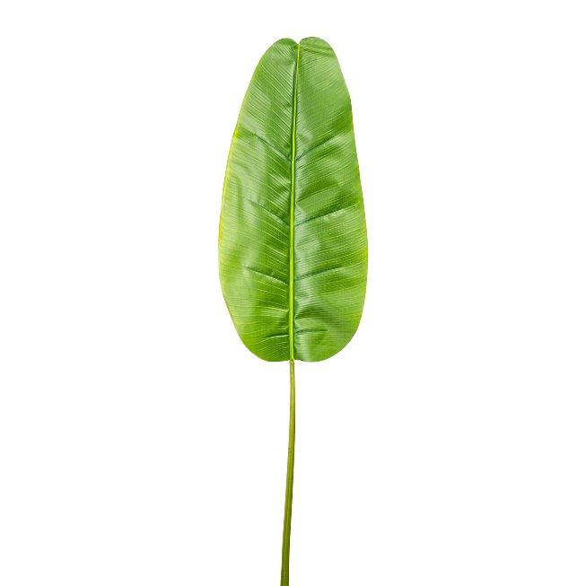 Banana leaf 72x34cm