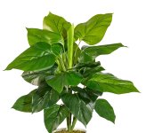 Artificial plant Philodendron 50cm