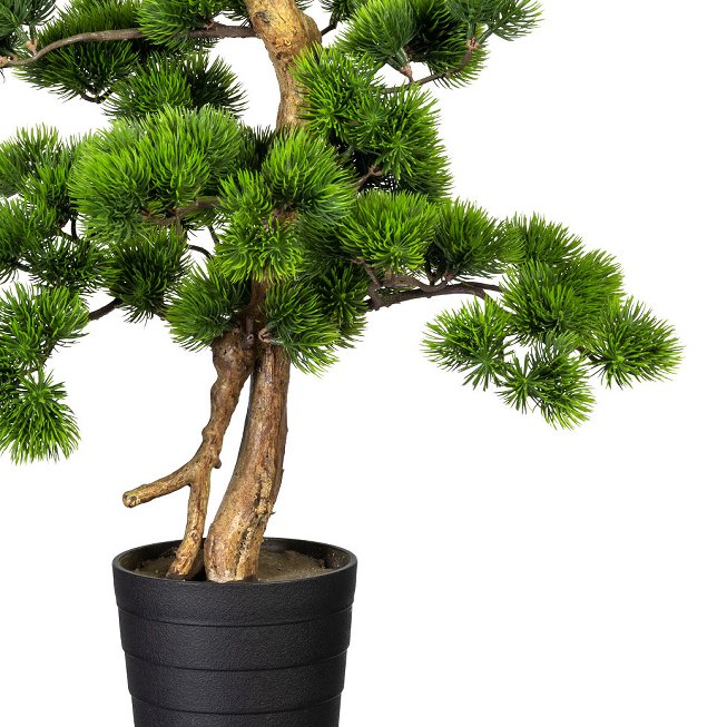 Bonsai pine ca 60x40cm