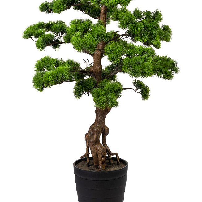 Bonsai pine ca 140x60cm