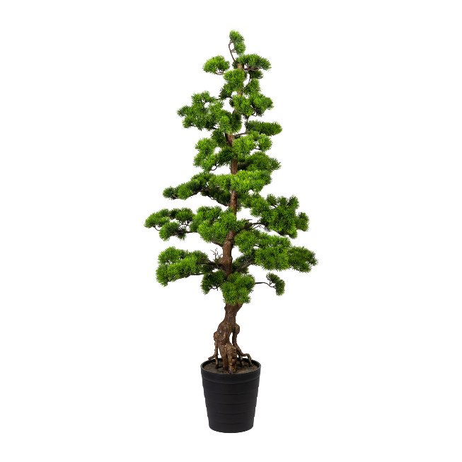 Bonsai pine ca 140x60cm