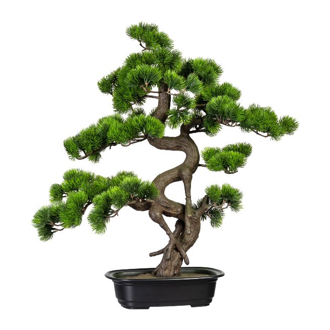 Bonsai pine ca 65x50cm