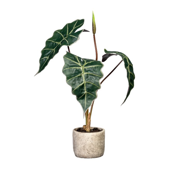 Kunstpflanze Alocasia 60cm