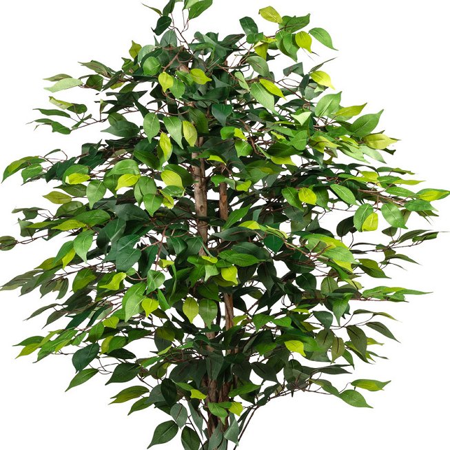Ficus Benj.