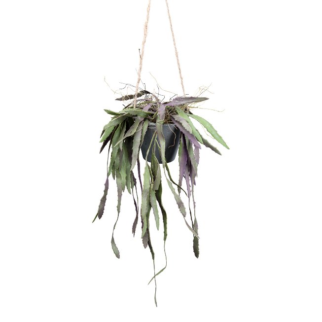 Coral cactus hanging pot 40cm