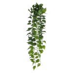 Philodendron hanger x12